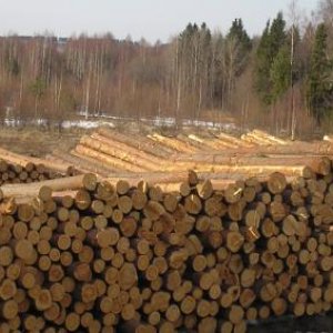 Russian Origin Chemicals and Wood